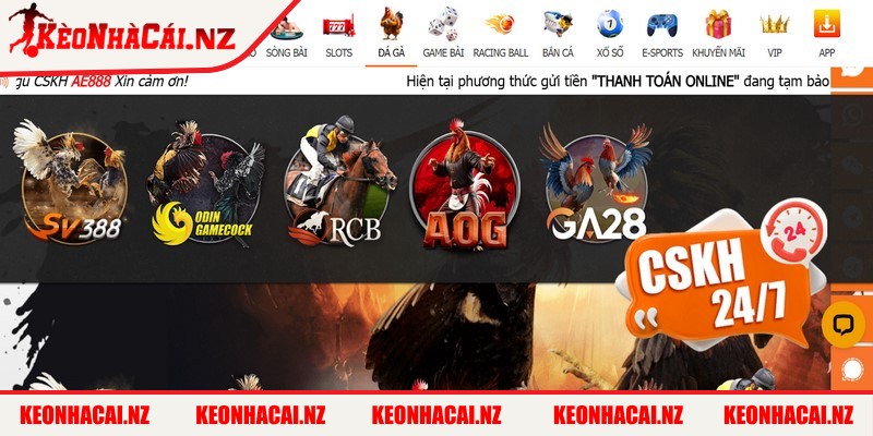 AE888 - Nhà Cái Đá Gà Trực Tuyến Uy Tín Số 1 Việt Nam - 4 Chọi kê Philippines là điểm đến yêu thích cho những anh em muốn kiếm lời