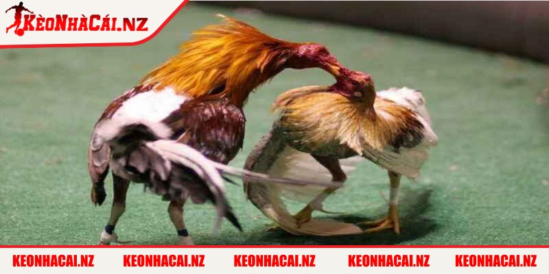 Chọi kê cựa sắt mang đến trải nghiệm vô cùng hấp dẫn và kịch tính