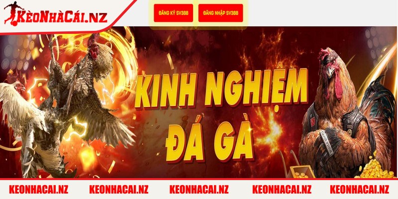 Đá gà trực tiếp Thomo vô cùng hấp dẫn và kịch tính cho sư kê